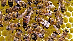 Inteligenta albinelor. De ce sunt esentiale pentru viata pe Terra?