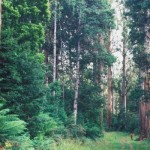 padure-australia