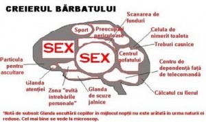 creierul-barbatului