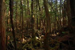 aokigahara-padurea-blestemata-de-la-poalele-muntelui-fuji-2