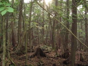 aokigahara-padurea-blestemata-de-la-poalele-muntelui-fuji-3