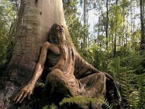 aokigahara-padurea-blestemata-de-la-poalele-muntelui-fuji